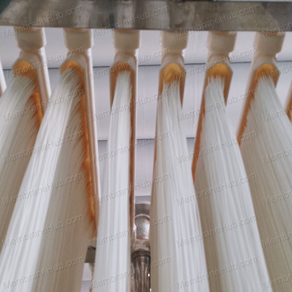 Hollow fiber  curtain membrane